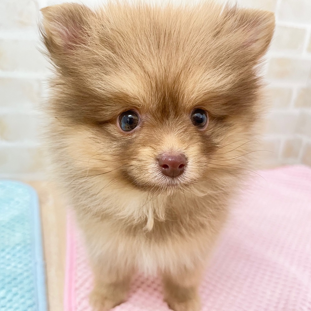 ポメちゃんページ ポメ柴(ポメラニアン×柴犬)【千葉県・女の子・2024年5月14日・赤